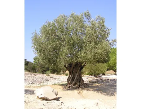 olivo