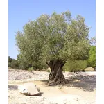 olivo