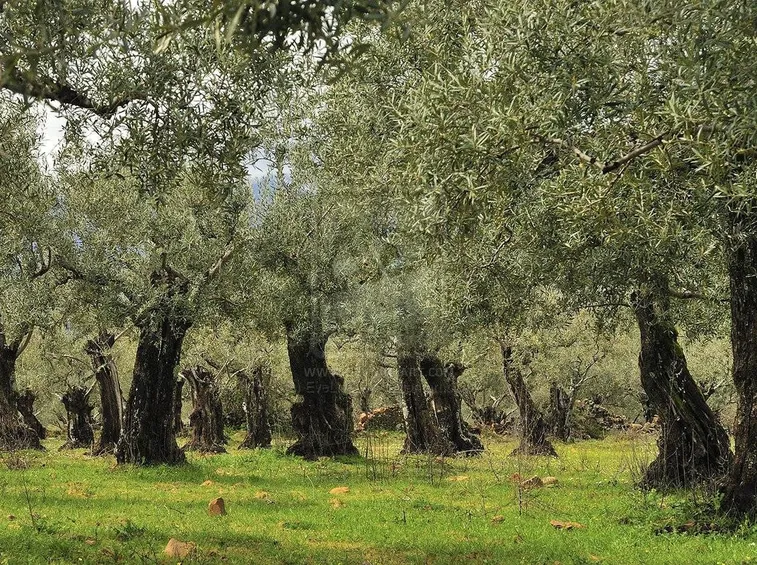 Piante di olivo