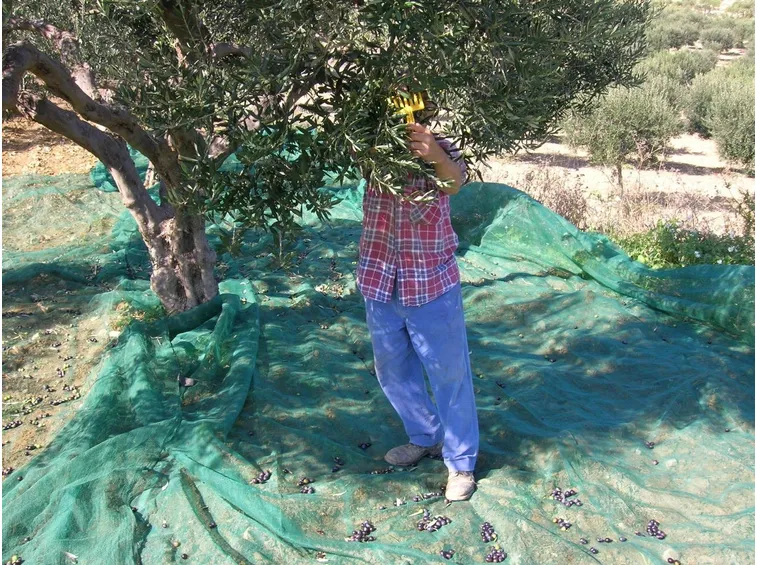raccolta olive