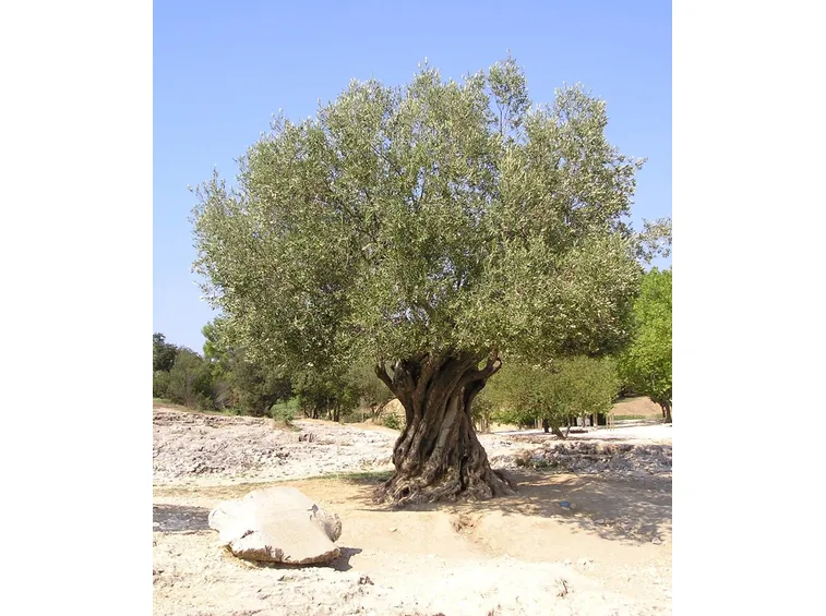 olivo