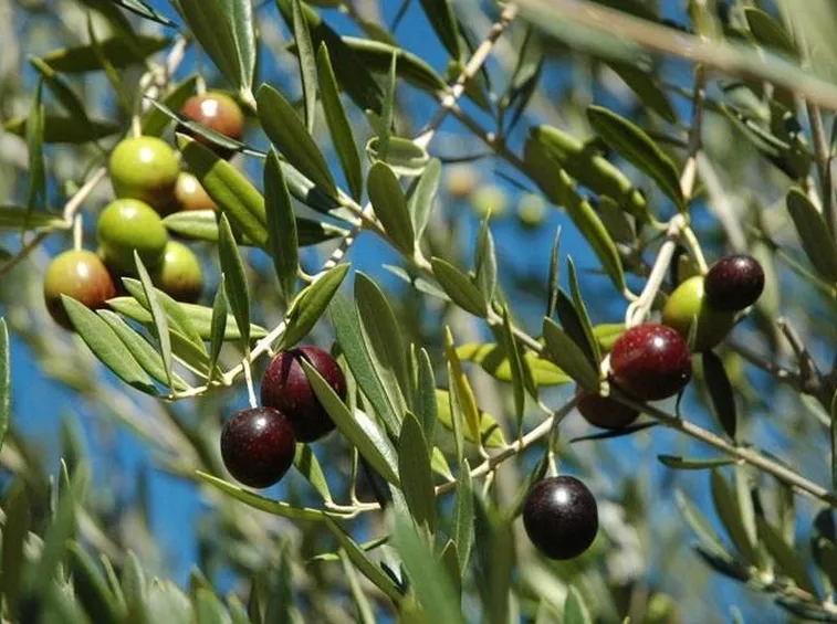 olivo