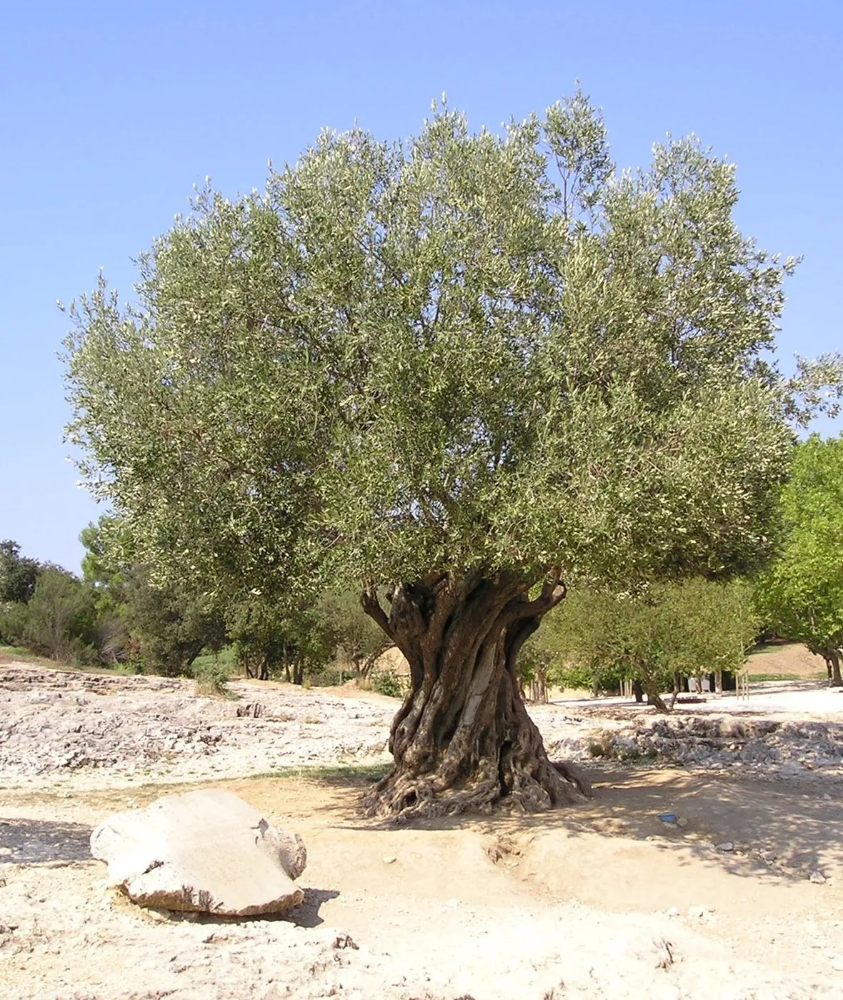 olivo