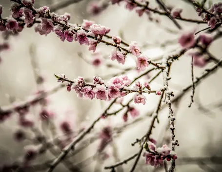Fiori pesco