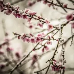 Fiori pesco