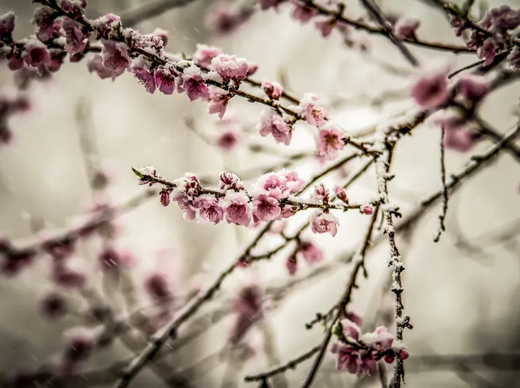 Fiori pesco