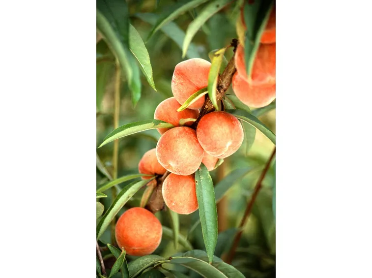 Albero pesche