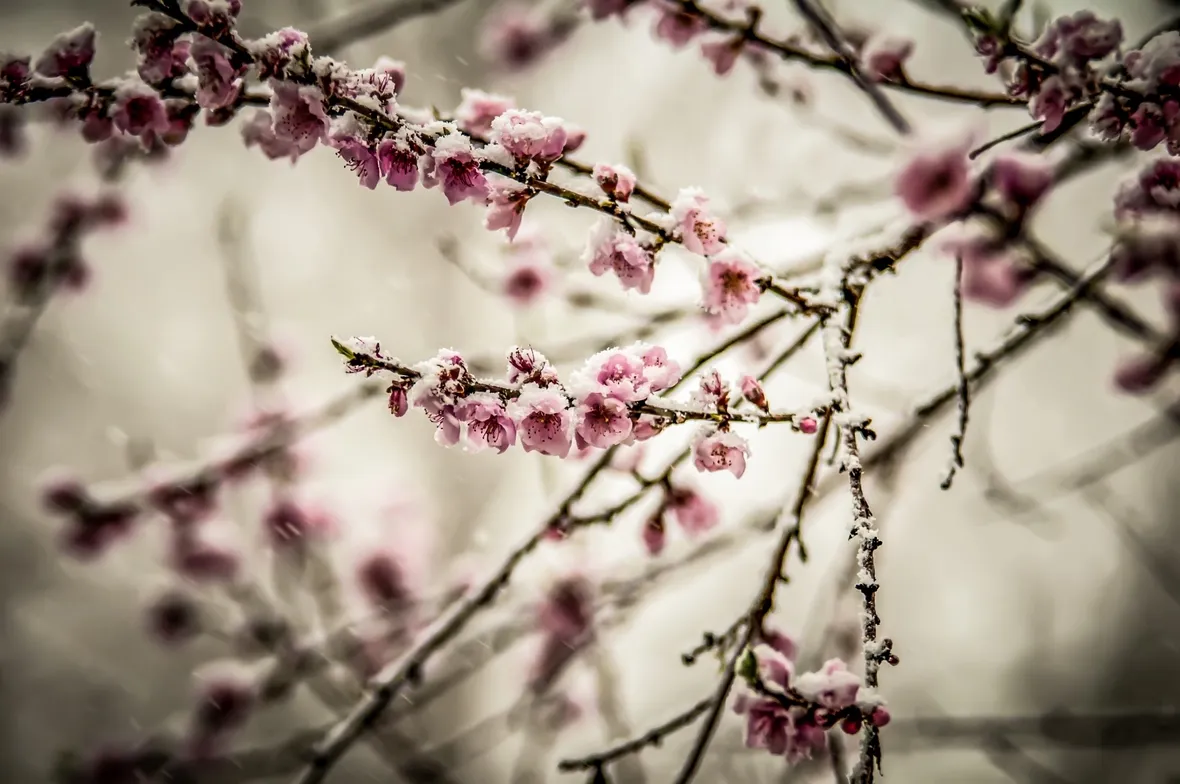 Fiori pesco