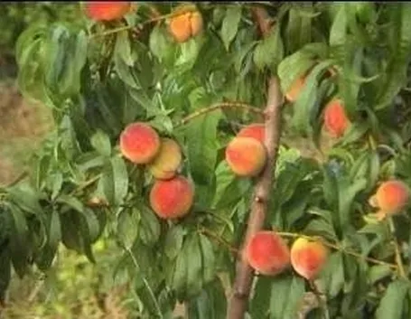 pesche_zps2e0c2ad0
