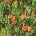 pesche_zps2e0c2ad0