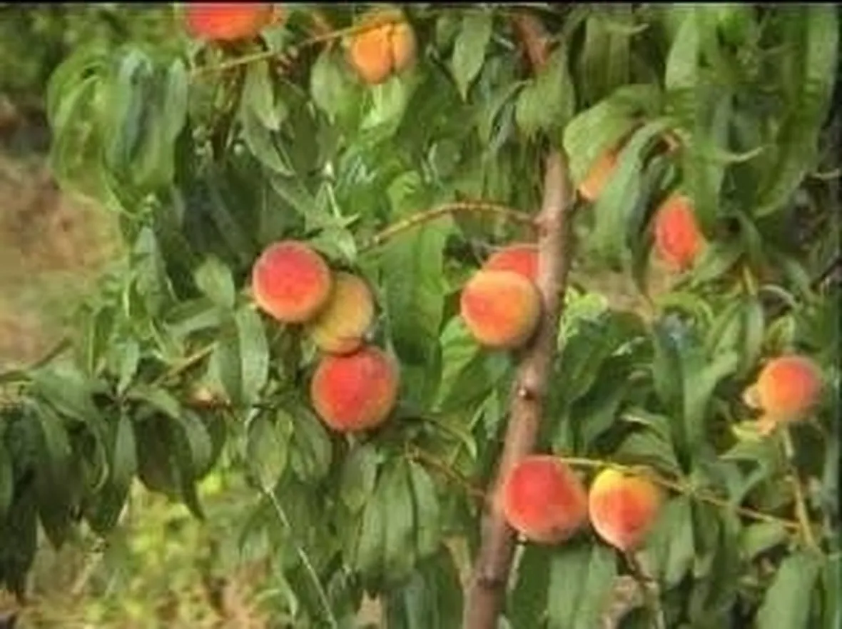 pesche_zps2e0c2ad0