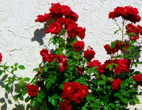 Pianta rose