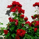 Pianta rose