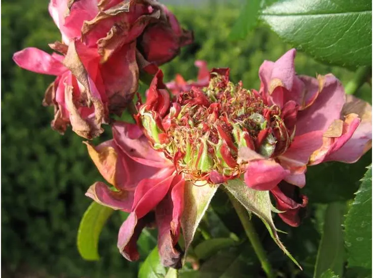 Parassiti piante fiorite