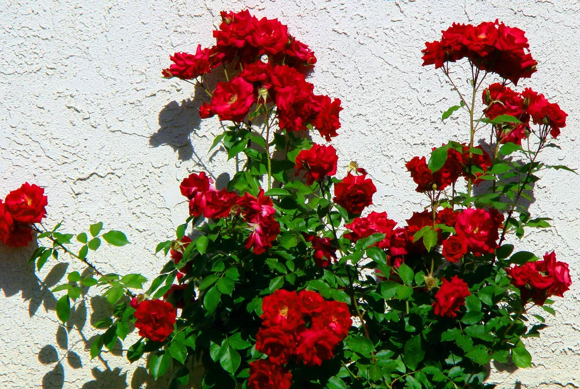 Pianta rose