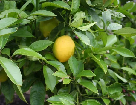 quando potare limone