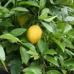 quando potare limone
