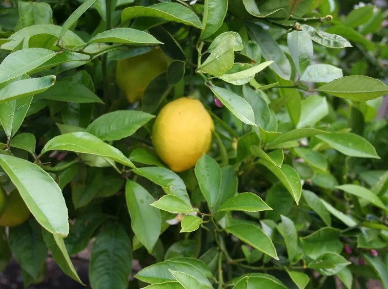 quando potare limone