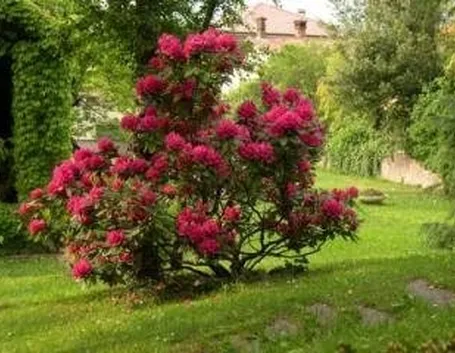 rododendropotatura