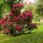 rododendropotatura