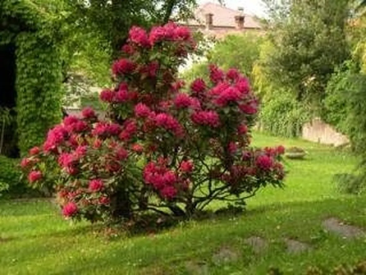 rododendropotatura