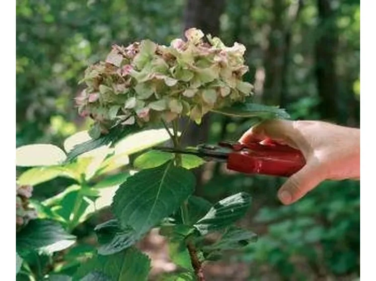 tecnichepotatura2