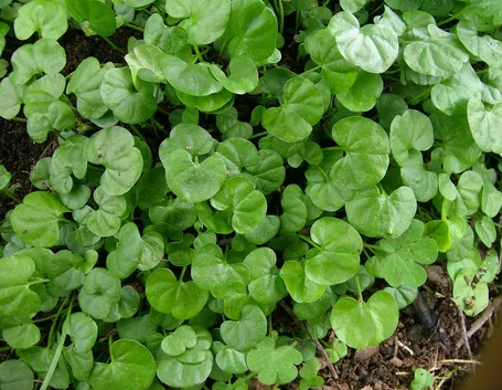 Prato di Dichondra repens