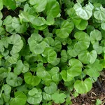 Prato di Dichondra repens