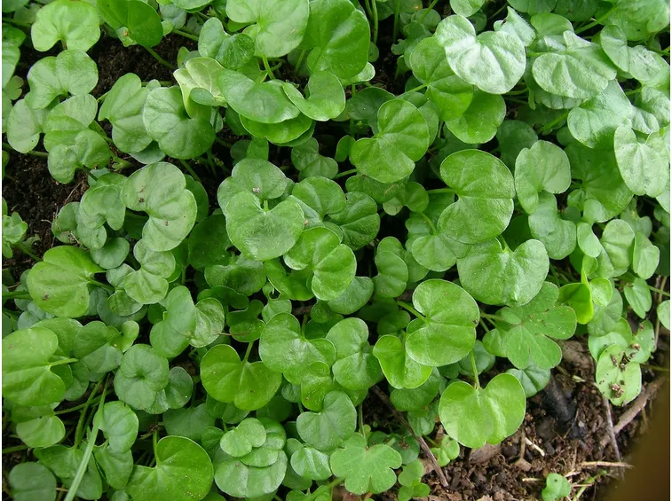 Prato di Dichondra repens