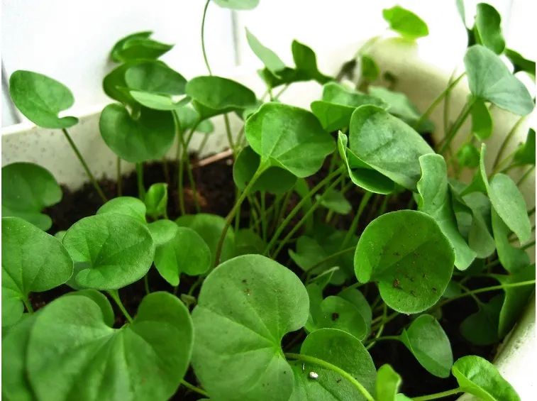 Dichondra repens in vaso