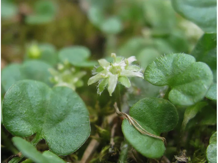 Fiore di Dichondra repens