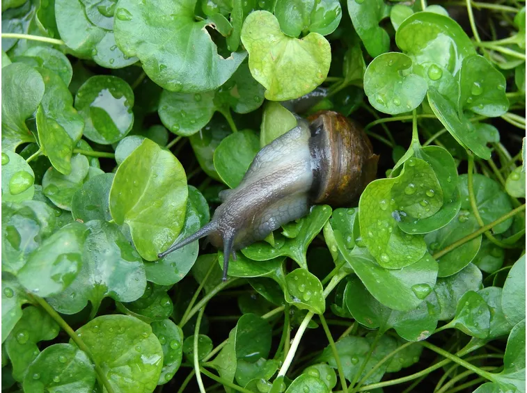 Lumaca su Dichondra repens