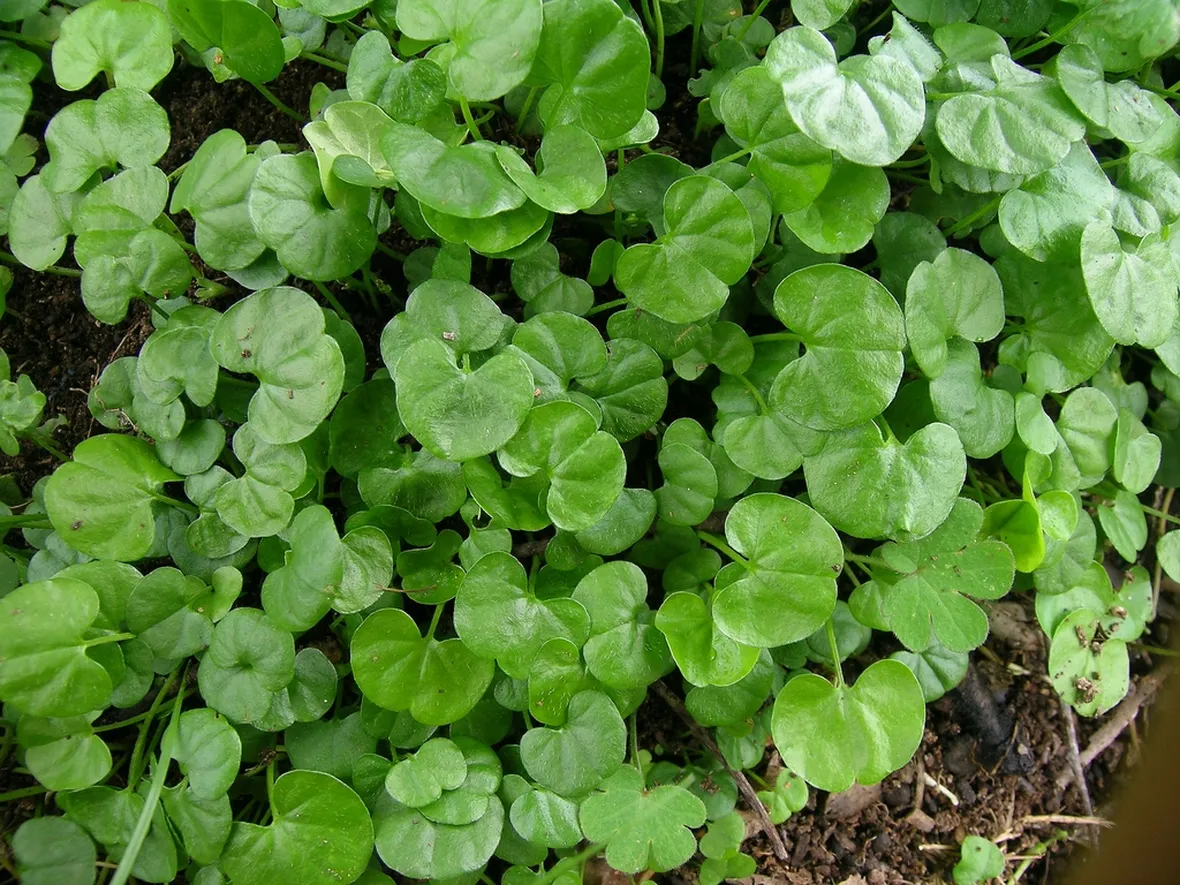 Prato di Dichondra repens