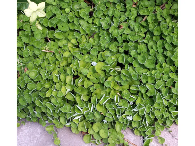 Tappeto erboso di dichondra