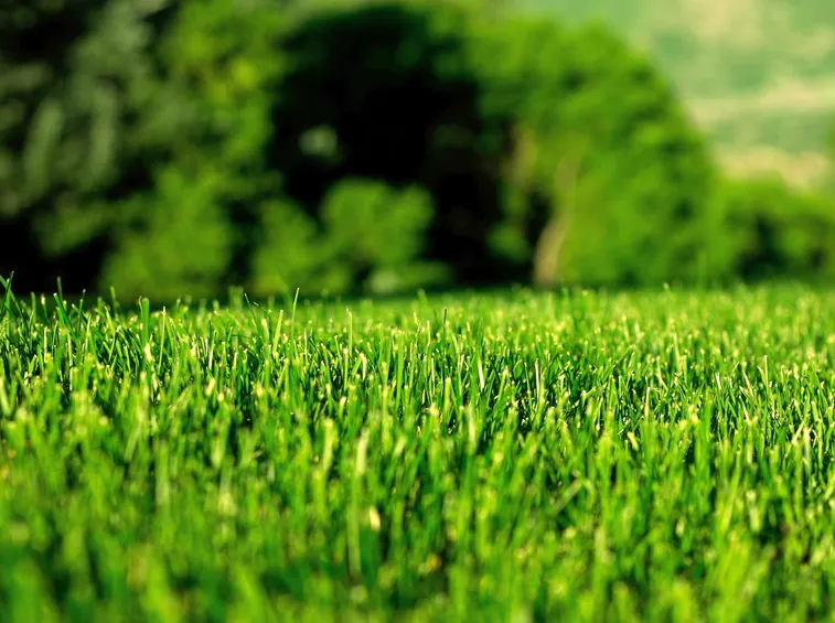 Erba per giardini
