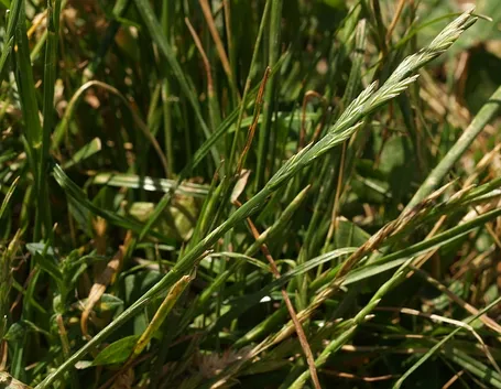 Lolium perenne