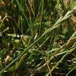 Lolium perenne