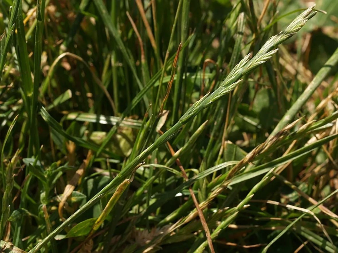 Lolium perenne