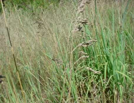 Campo poa pratensis