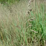 Campo poa pratensis