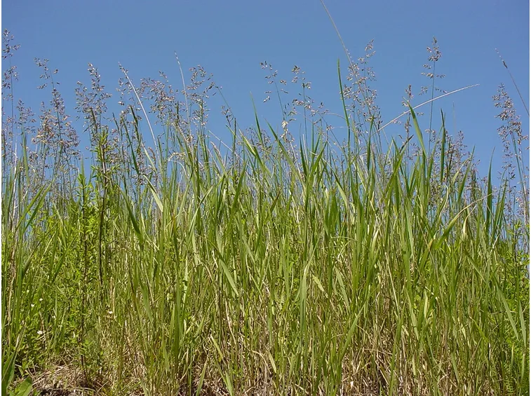 Poa pratensis pianta