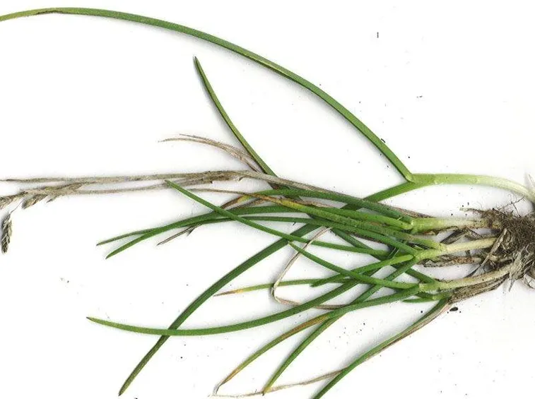 Poa pratensis radici