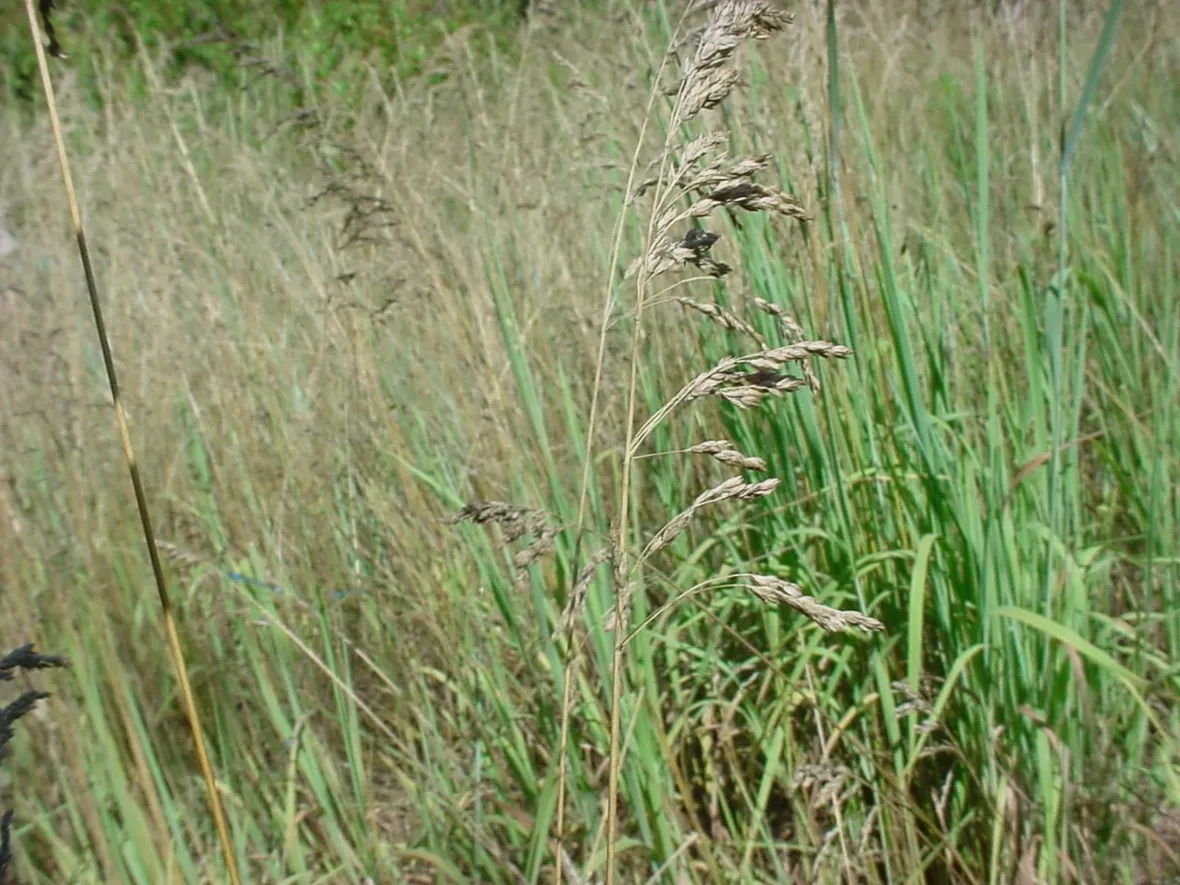 Campo poa pratensis