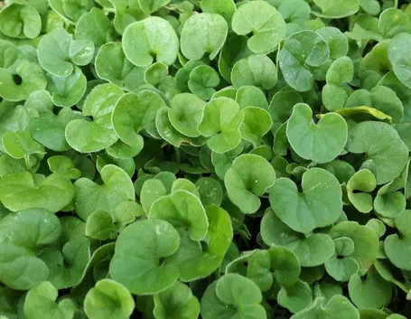 dichondra repens