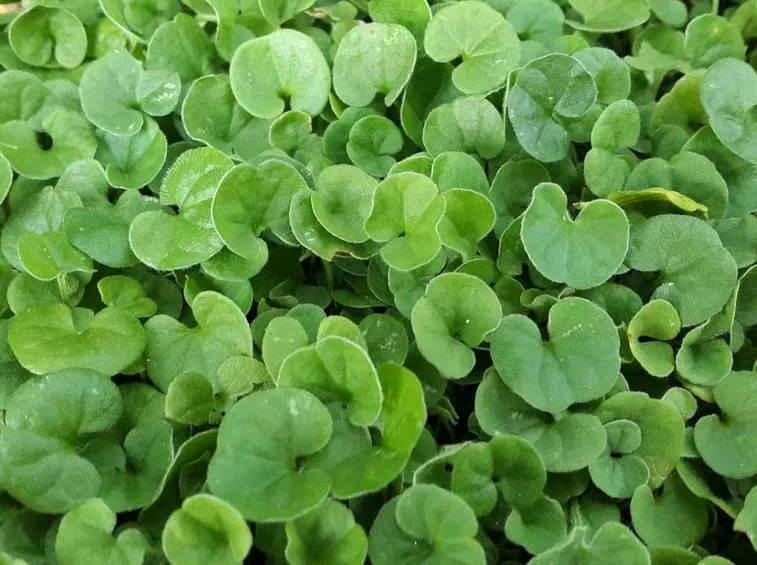 dichondra repens