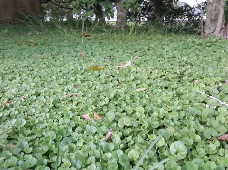 prato di dichondra