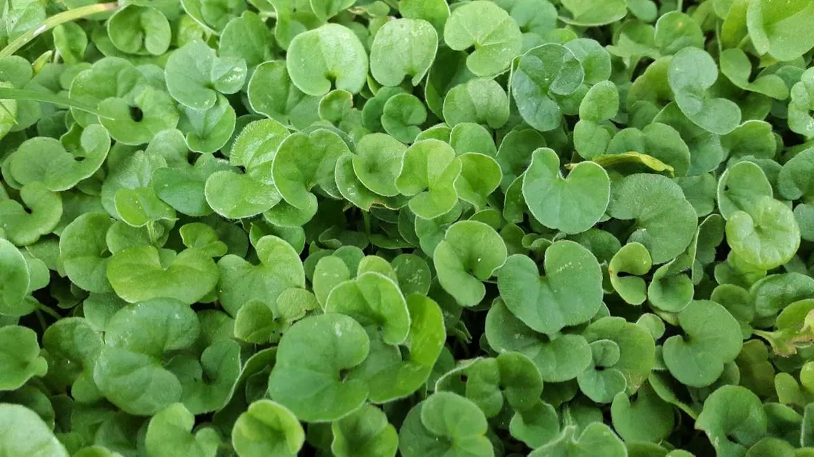 dichondra repens