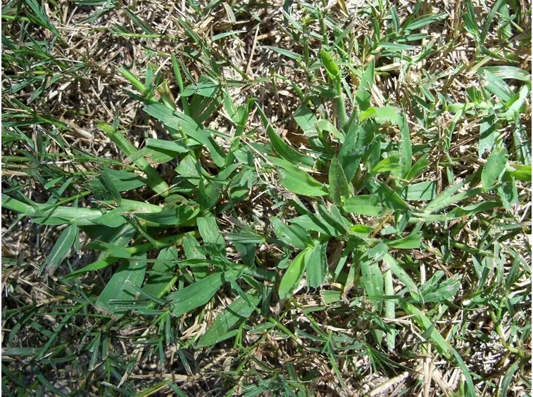infestante gramigna