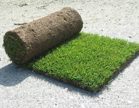 pratorotolo1