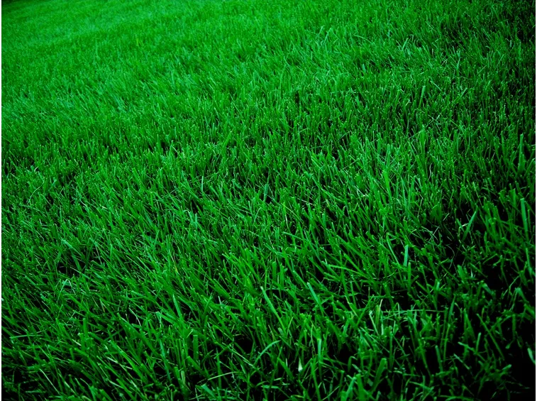 prato verde